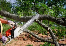 Best Tree Preservation Services  in Ellerslie, GA