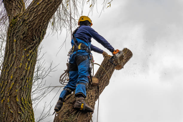 Best Emergency Tree Removal  in Ellerslie, GA