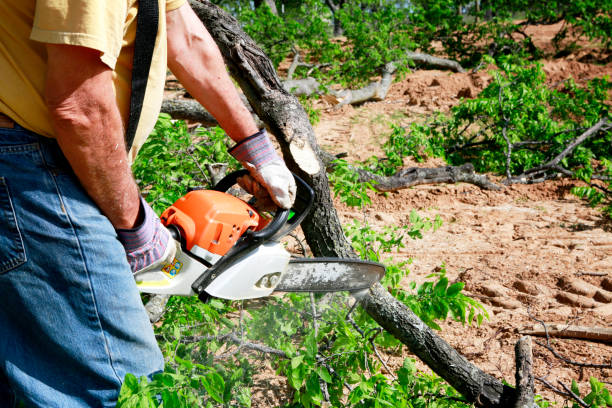 Best Stump Grinding and Removal  in Ellerslie, GA